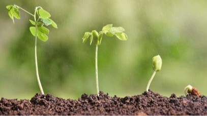 Physiologie végétale